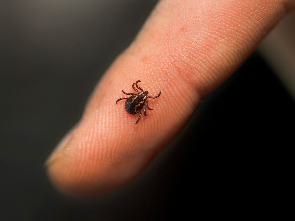 How to Prevent and Treat Tick Bites Scout Life magazine