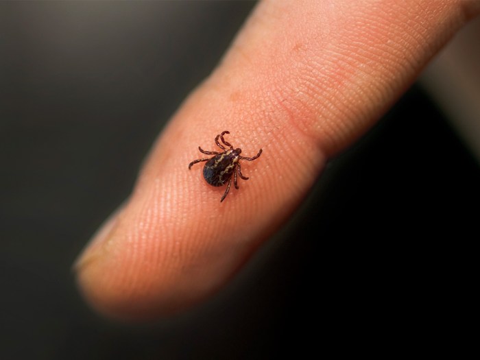 How To Prevent And Treat Tick Bites Scout Life Magazine