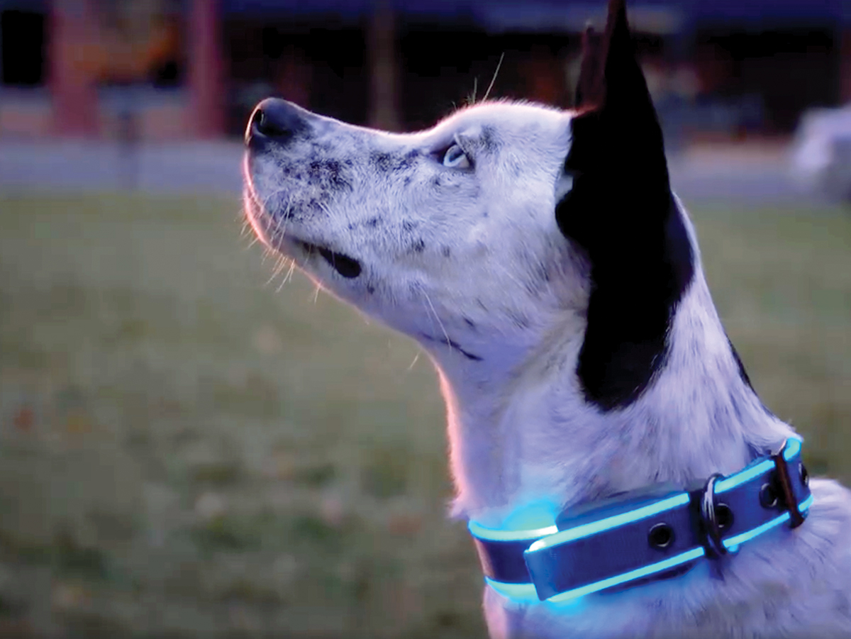 Gear up Your Pup! Make Hiking With Your Dog Safer With These Gadgets
