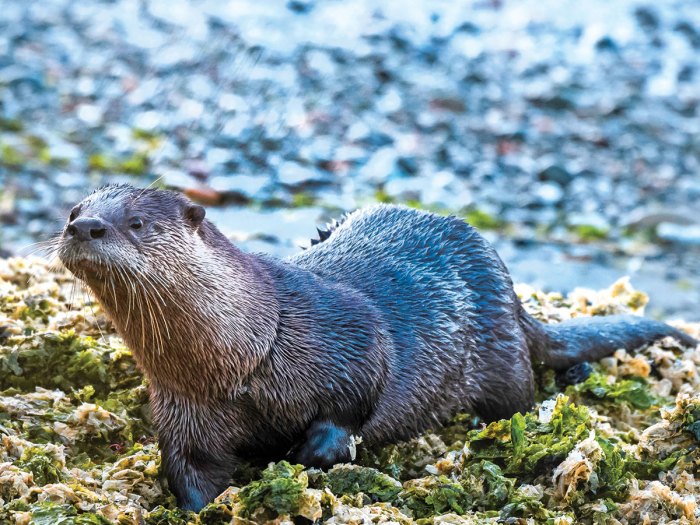 Hold your breath, otter fun fact coming your way! River otters can zoom  through the water at speeds of up to 7 miles per hour! 🦦