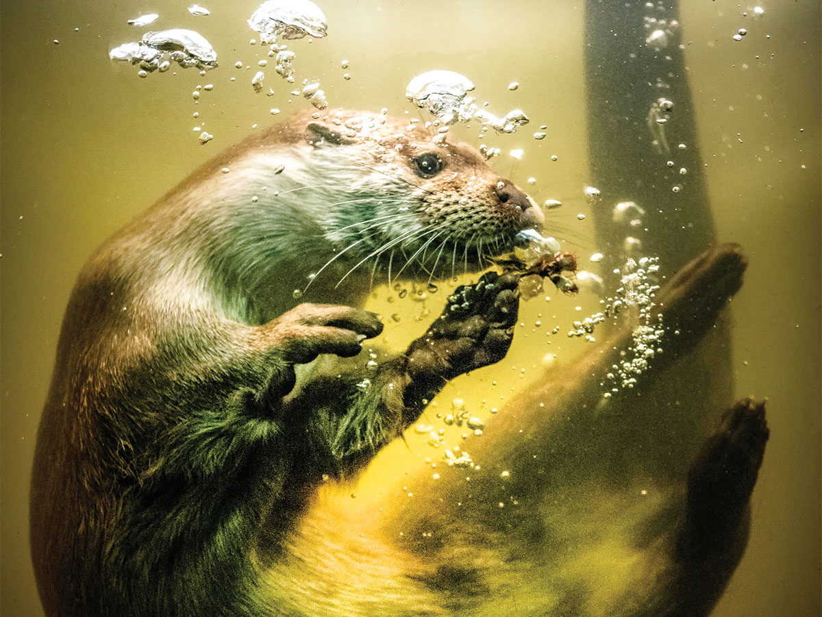 otter live notes otter live notes