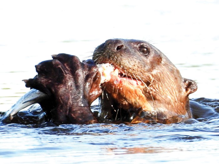 Hold your breath, otter fun fact coming your way! River otters can zoom  through the water at speeds of up to 7 miles per hour! 🦦