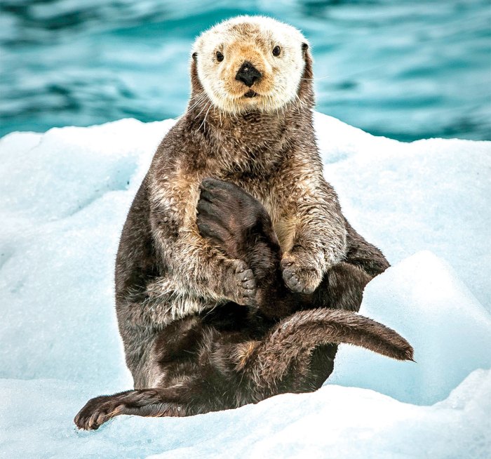Fun Facts About a Critter You Otter Get to Know!