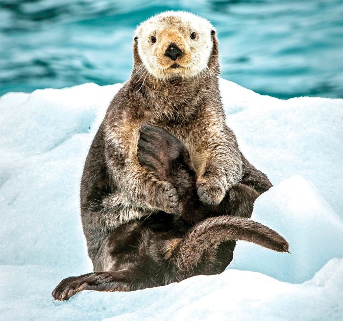 Fun Facts About a Critter You Otter Get to Know! – Scout Life magazine