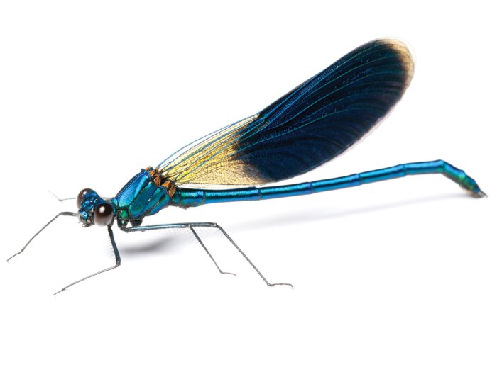 Dragonflies Are Incredibly Agile Fliers and Amazing Hunters