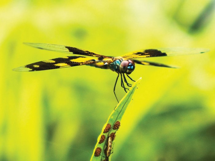 Dragonflies Are Incredibly Agile Fliers and Amazing Hunters