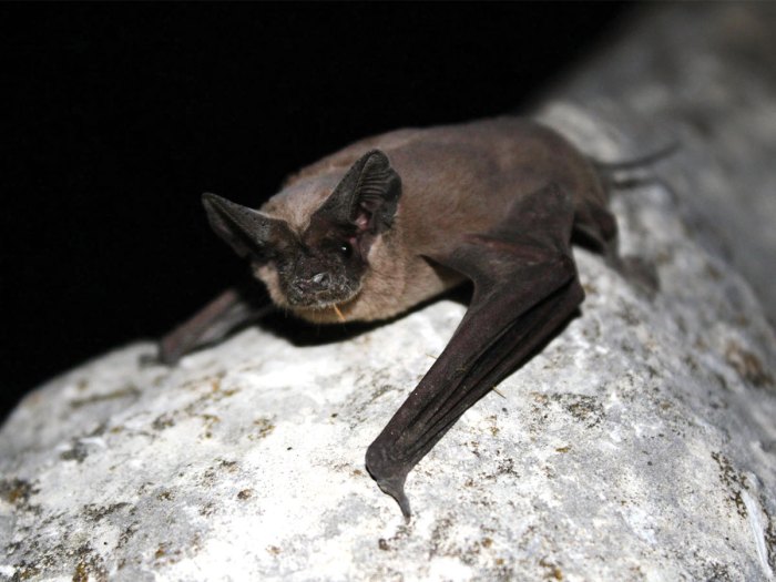 caves where bats live