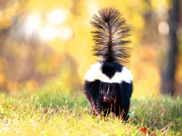 Skunks Stink But They're Also Fascinating – Scout Life magazine