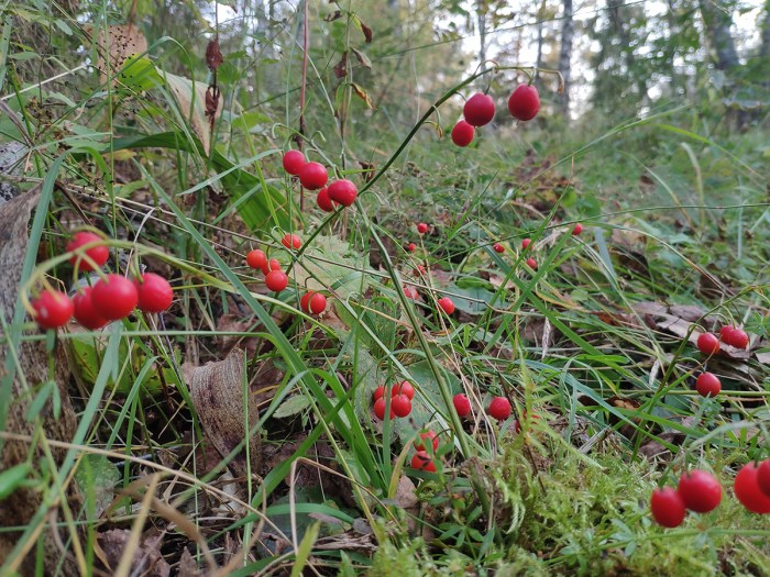 Avoid These Toxic Berries That Could Make You Sick