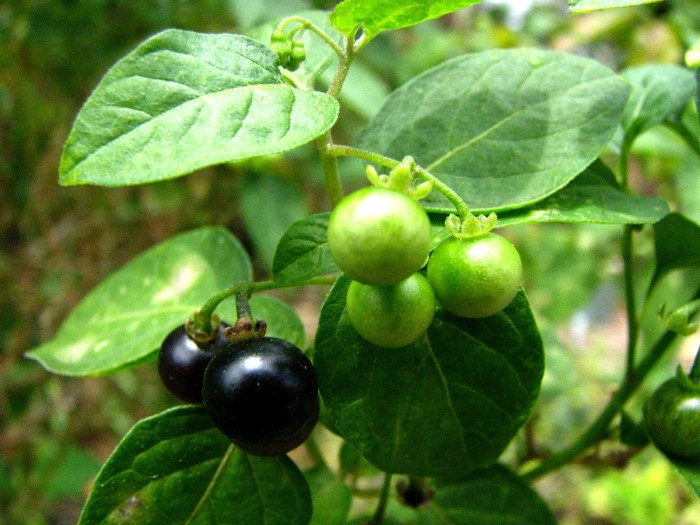 10+ Different Types of Poisonous Berries To Avoid At All Costs - A-Z Animals