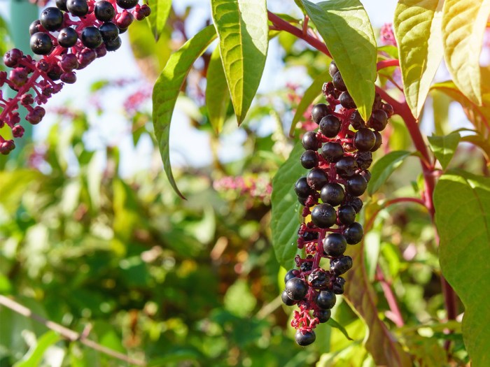 5 Poisonous Berries That You Should Steer Clear of – And 3 Wild Berries You  Can Eat