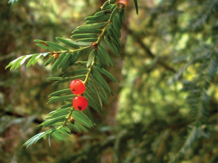 10+ Different Types of Poisonous Berries To Avoid At All Costs - A-Z Animals