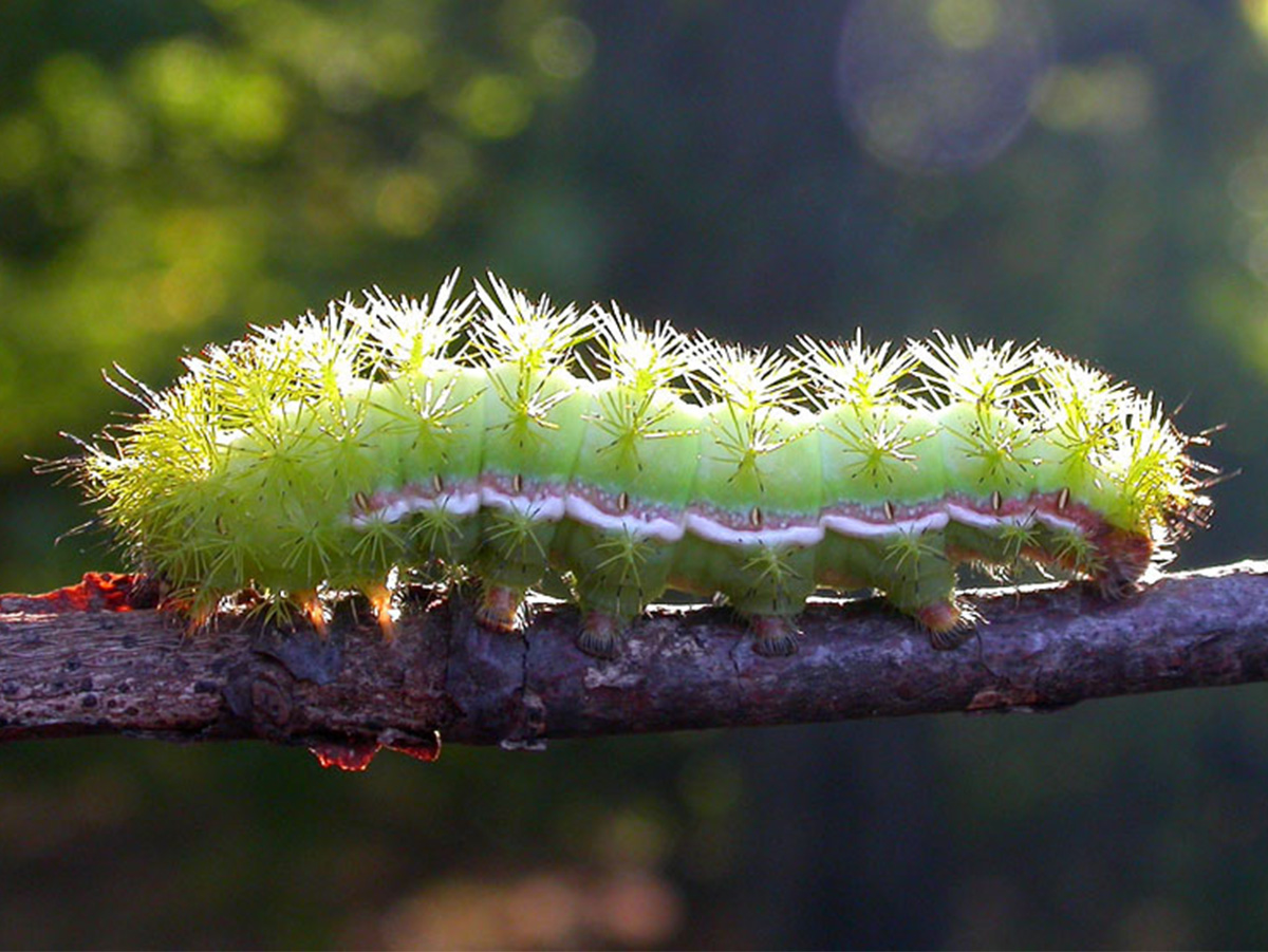 Fuzzy Caterpillar Poisonous