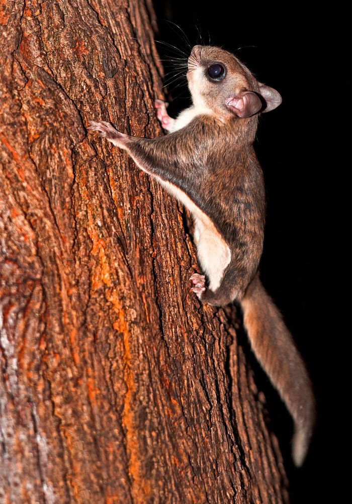 Flying Squirrel Fact Sheet