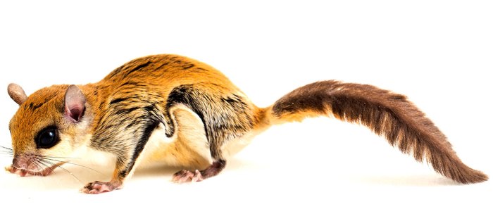 A Pair of Flying Squirrels taken in a 5x5x24 Comstock Live