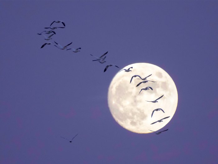 A line of geese fly past a full moon