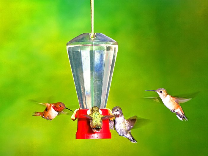 four hummingbirds at a nectar feeder