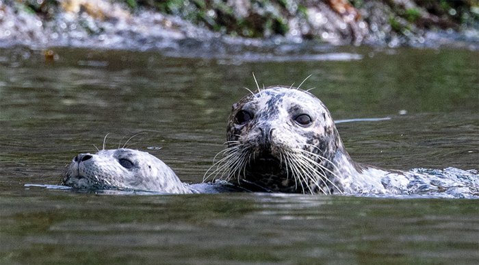 Harbor seal