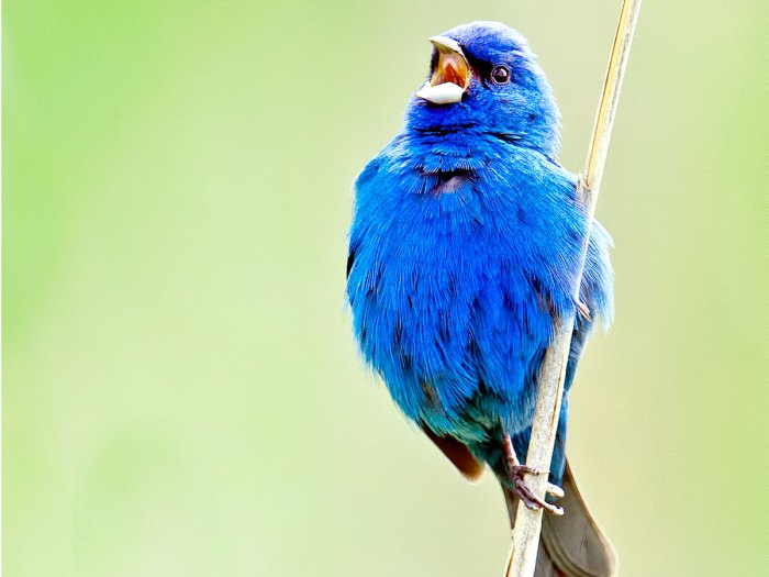 Male indigo bunting