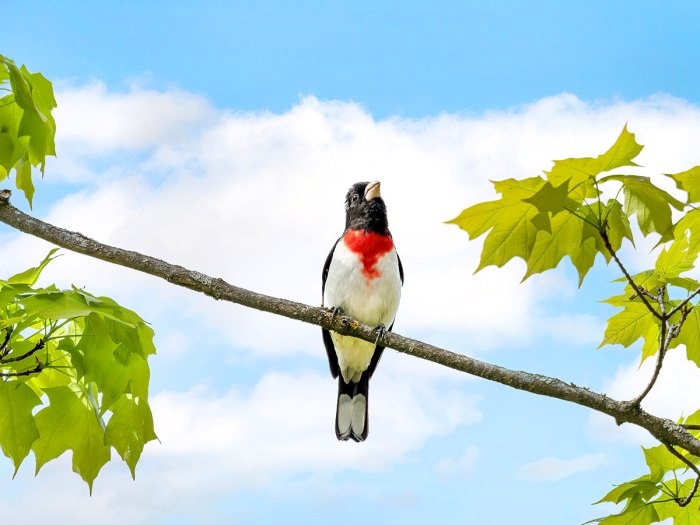 Rose-breasted grosbeak