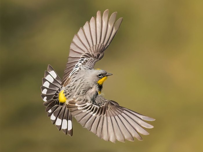 Yellow-rumped warbler in flight.
