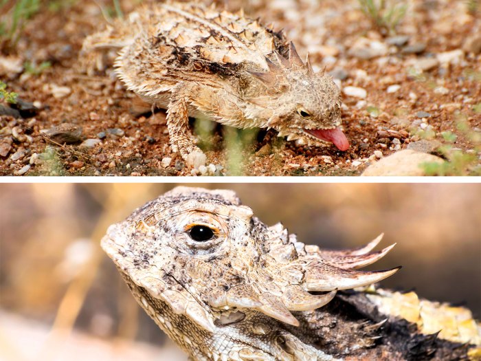 The regal horned lizard