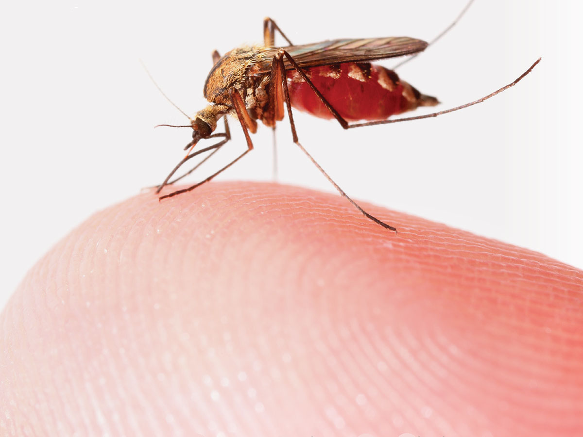 5 Tips to Avoid Mosquito Bites