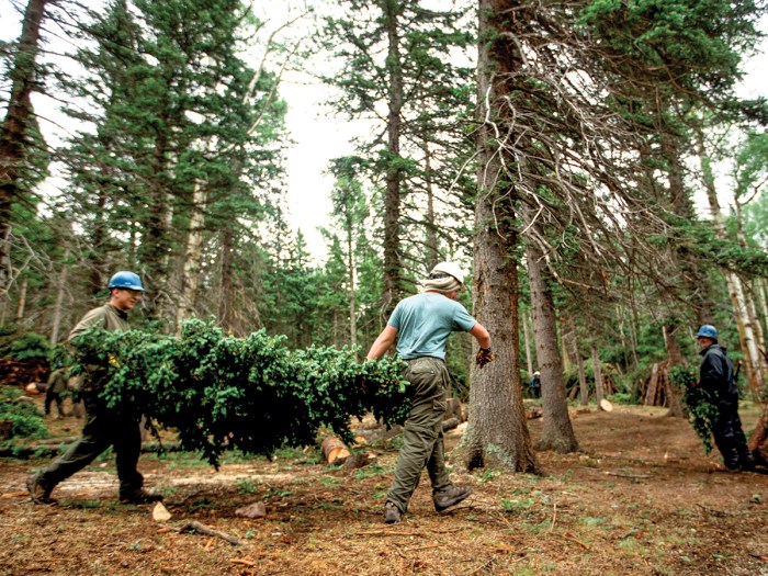 Carrying a downed tree during conservation work at Philmont