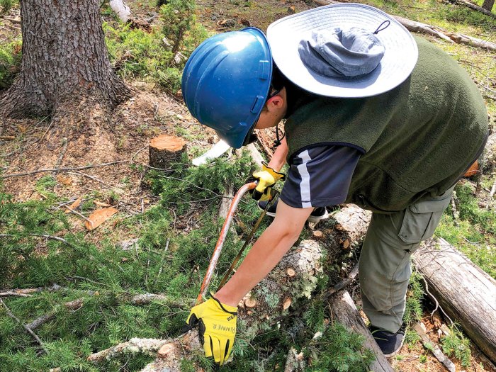 Sawing limbs from a downed tree