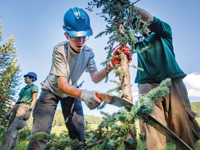 Scouts sawing limbs