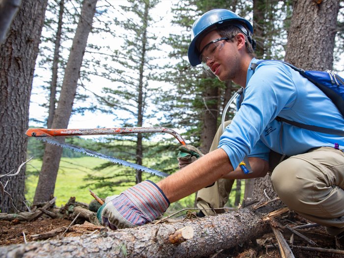 Scout removing limbs from tree trunk