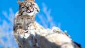 Bobcat perching on a rock
