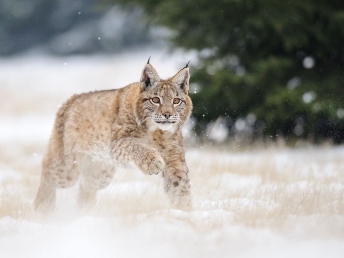 A Canada Lynx in the snow