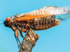 a cicada on a stick. Cicadas bring ear-splitting sound to the summer