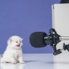 kitten meowing in front of microphone. Write a funny caption