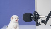 kitten meowing in front of microphone. Write a funny caption