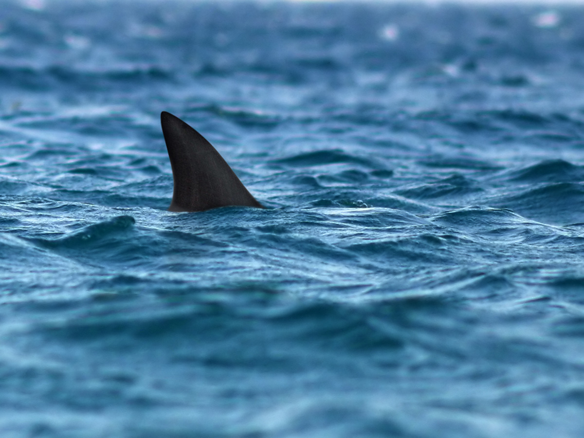 Take the Fin-tastic Shark Trivia Quiz!