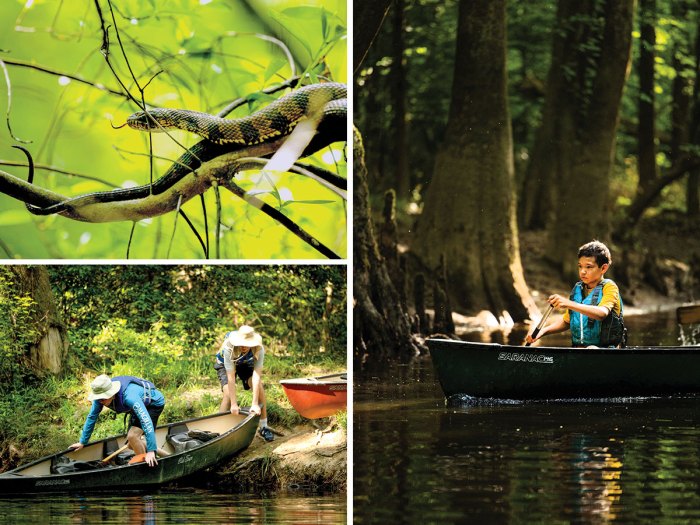 Canoeing through the Congaree swamp