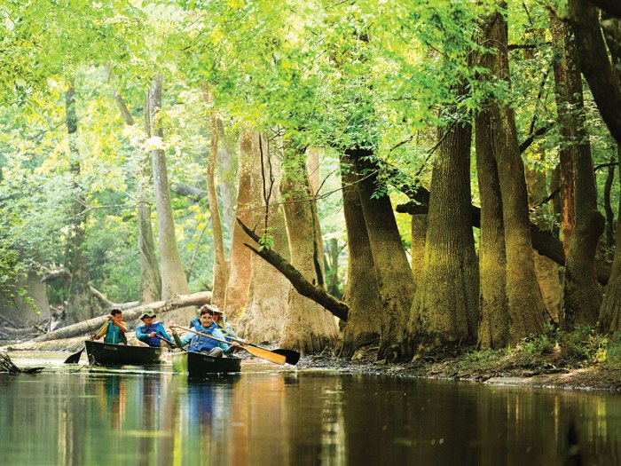 Clear and smooth water for canoeing in the Congaree national park