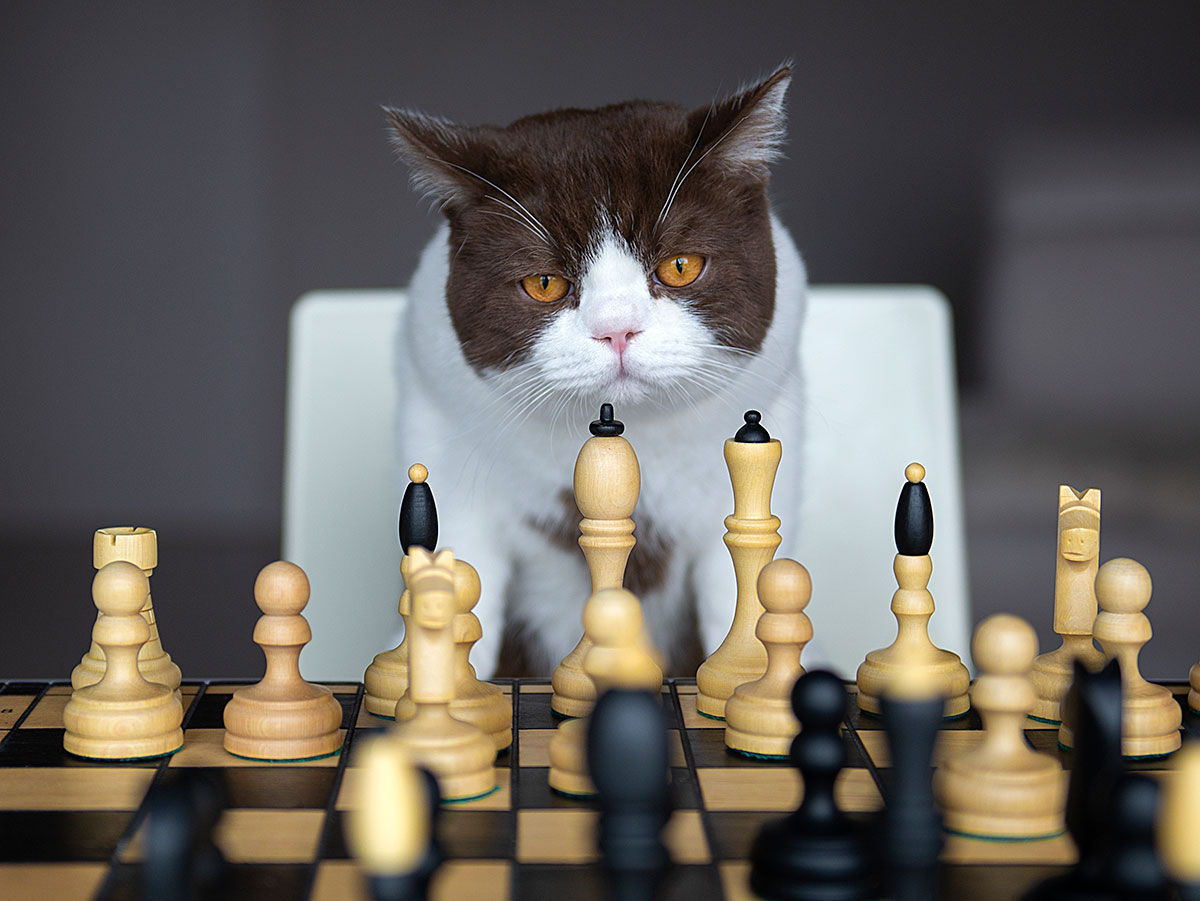 funny photo of cat playing chess