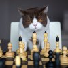 funny photo of cat playing chess