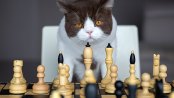 funny photo of cat playing chess