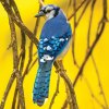 blue jay perching on a branch