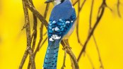 blue jay perching on a branch