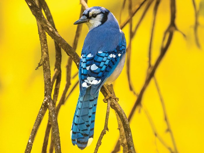 blue jay perching on a branch