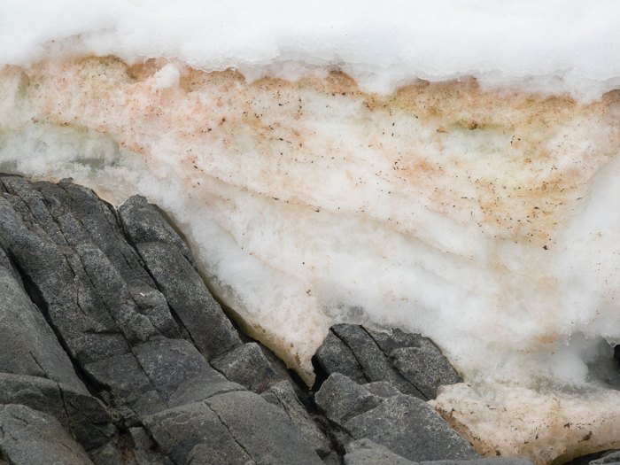 dirty snow on a rock that is not safe to eat