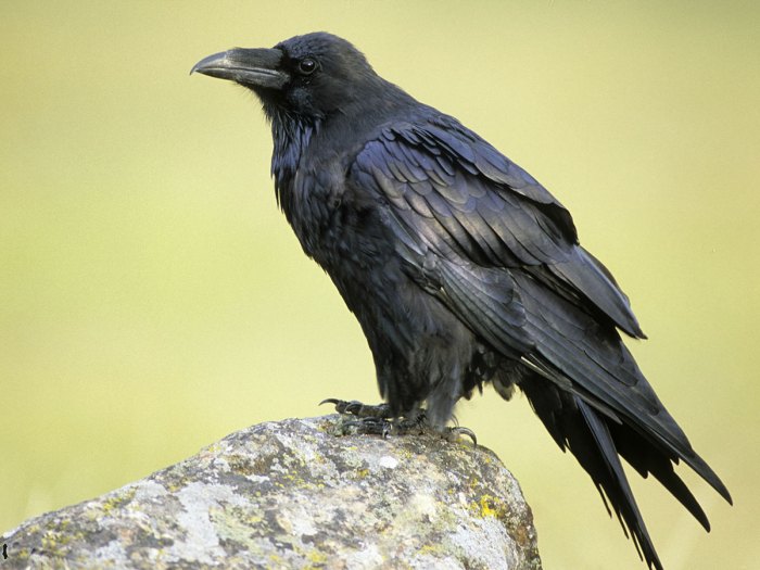 common raven on a rock