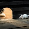 Two mice warily watching for a cat outside a mouse hole