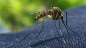 mosquito on a piece of clothing