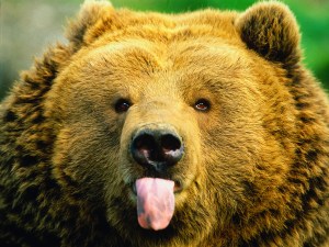 grizzly sticking out its tongue at funny bear jokes